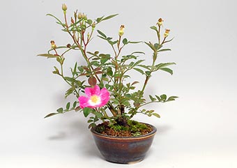 バラ-K（ばら・薔薇）盆栽の樹作りの参考樹形・Rose Best bonsai