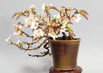 ジュウガツザクラ-B（じゅうがつざくら・十月桜）盆栽の樹作りの参考樹形・Prunus × subhirtella cv.Autumnalis Best bonsai