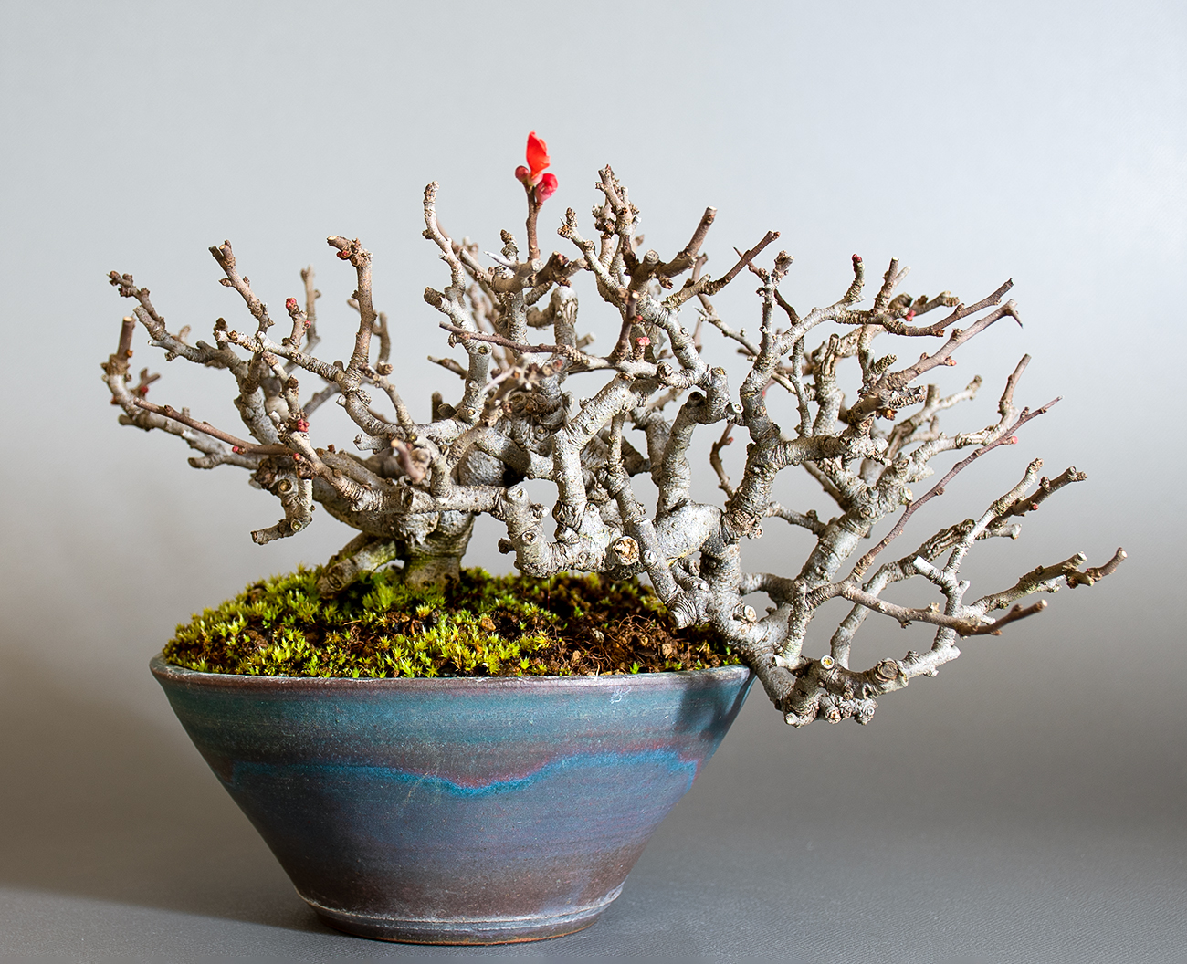 チョウジュバイ盆栽（ちょうじゅばい・長寿梅）ミニ盆栽の今と過去の成長記録と育て方・手入れ・剪定・植え替え・Chaenomeles speciosa 'Chojubai' bonsai photo