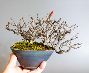 チョウジュバイ-A1（ちょうじゅばい・長寿梅）盆栽の樹作りの参考樹形・Chaenomeles speciosa 'Chojubai' Best bonsai