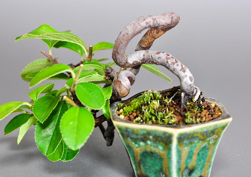 カリン-Y1-2（かりん・花梨）実もの盆栽を拡大して見た景色・Chaenomeles sinensis bonsai