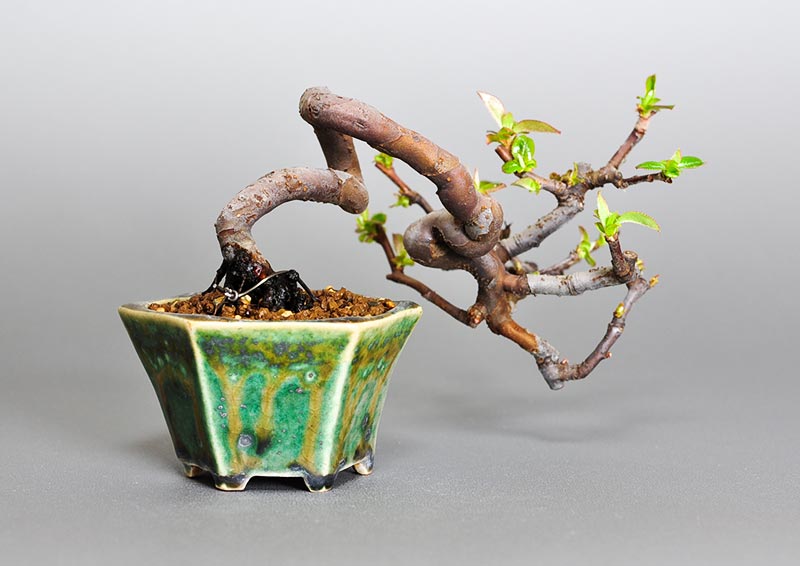 カリン-Y1（かりん・花梨）実もの盆栽を裏側から見た景色・Chaenomeles sinensis bonsai
