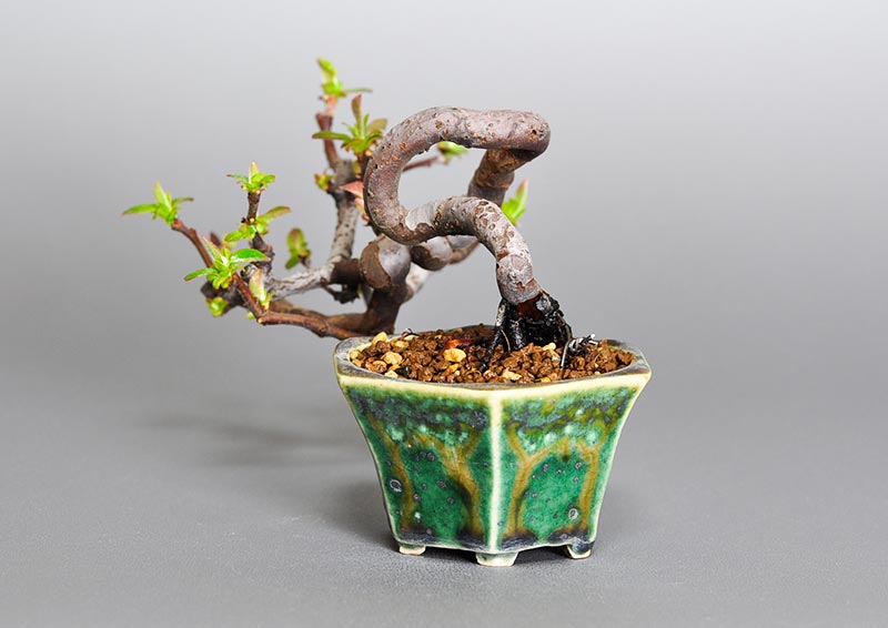 カリン-Y1（かりん・花梨）実もの盆栽を右側から見た景色・Chaenomeles sinensis bonsai