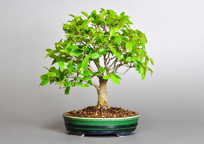 エノキ-O（えのき・榎）雑木盆栽の販売と育て方・作り方・Celtis sinensis bonsai