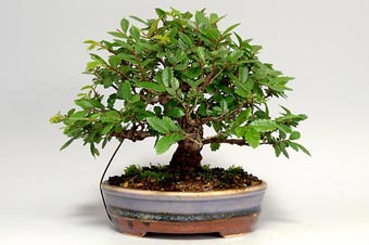 ニレケヤキ-X（にれけやき・楡欅）盆栽の樹作りの参考樹形・Ulmus parvifolia Best bonsai