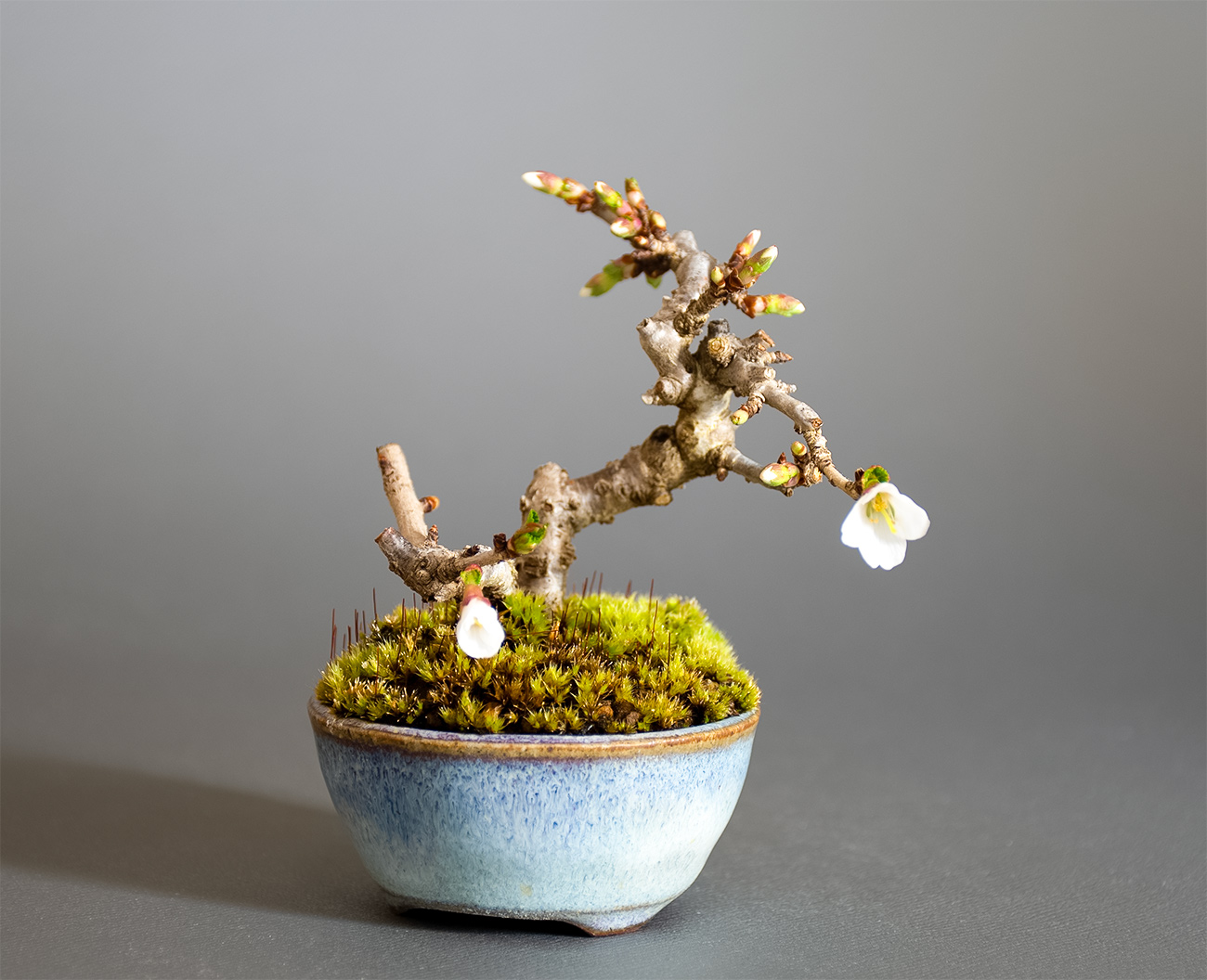 フジザクラ-Z（ふじざくら・富士桜）花もの盆栽の販売と育て方・作り方・Prunus incisa Thunb. ex Murray bonsai