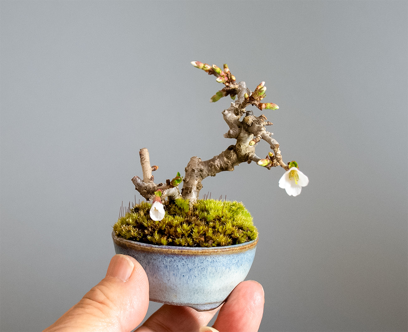 フジザクラ-Z（ふじざくら・富士桜）花もの盆栽の手乗りの景色・Prunus incisa Thunb. ex Murray bonsai