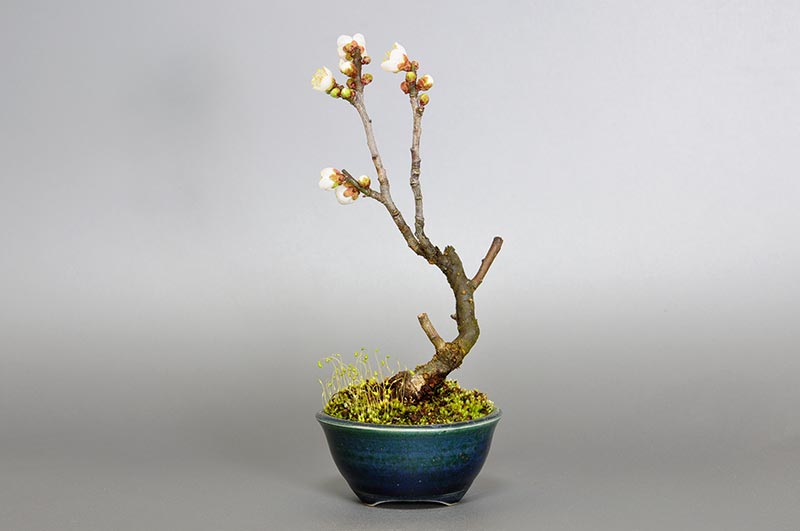 ヤバイU-6（やばい・野梅）ウメ（うめ・梅）花もの盆栽を裏側から見た景色・Prunus mume bonsai photo