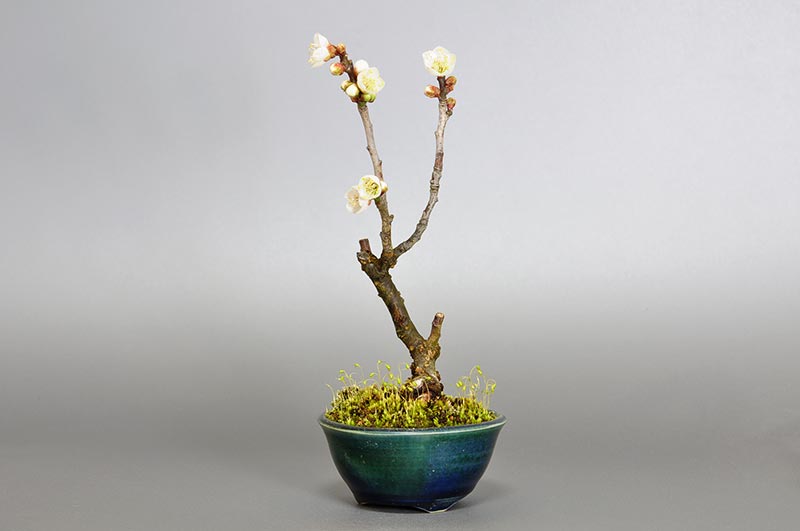 ヤバイU-6（やばい・野梅）ウメ（うめ・梅）花もの盆栽を右側から見た景色・Prunus mume bonsai photo