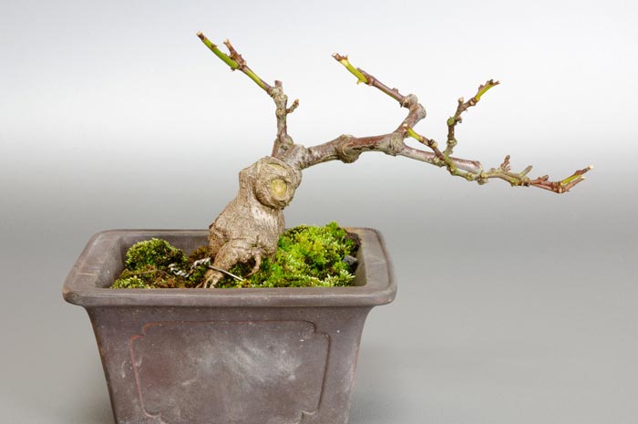 アオカズラ-A1（青葛盆栽）Sabia japonica bonsaiアオカズラ-A1（青葛盆栽）