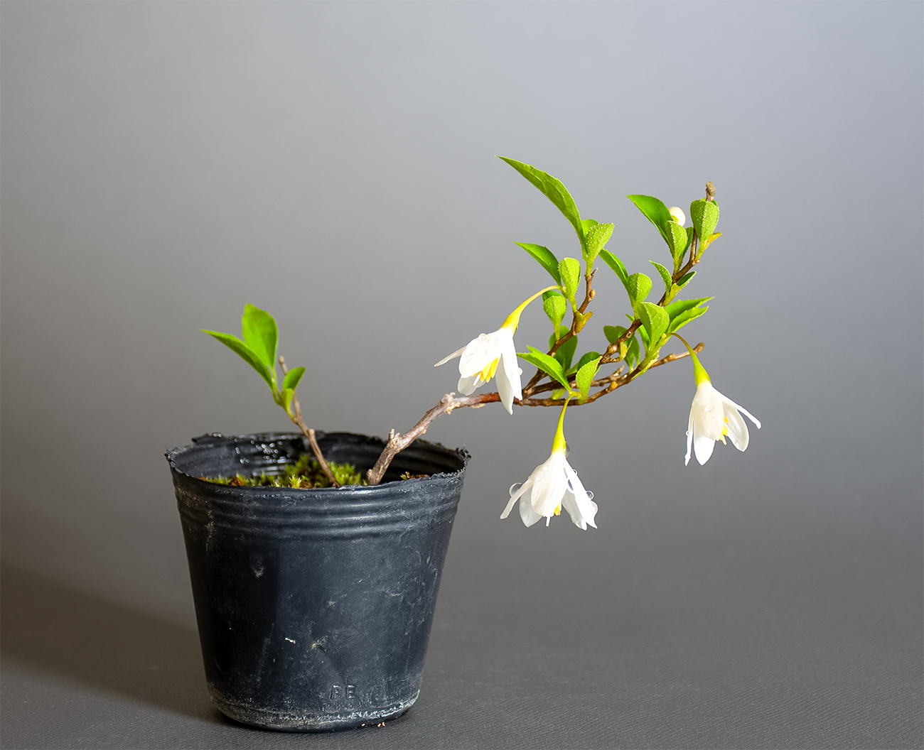 エゴノキ-A1（えごのき・売子の木）実もの盆栽の販売と育て方・作り方・Styrax japonica bonsai