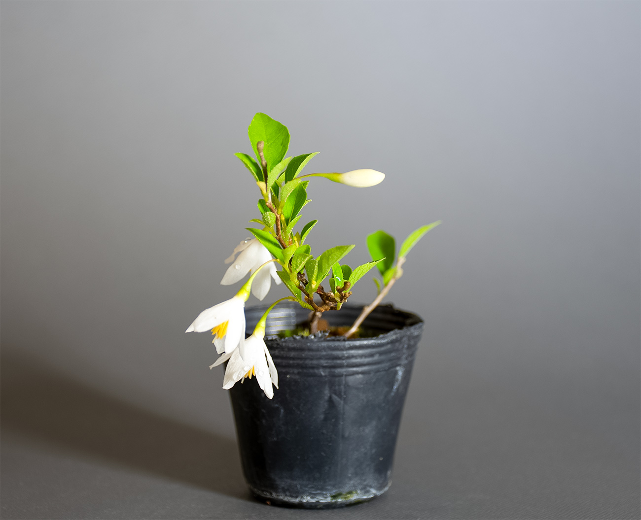 エゴノキ-A1（えごのき・売子の木）実もの盆栽を右側から見た景色・Styrax japonica bonsai