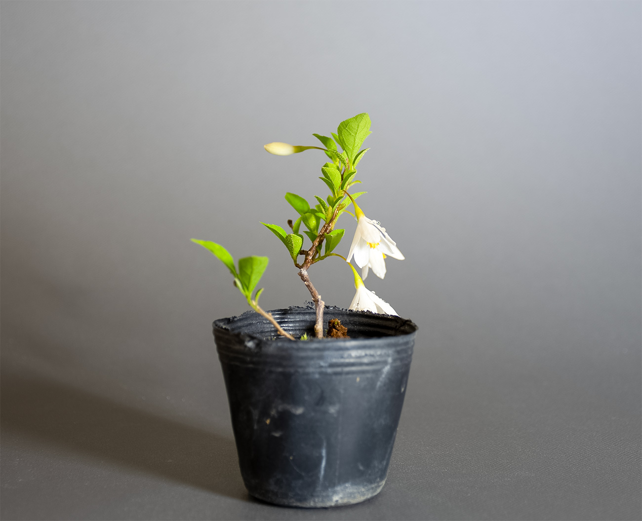 エゴノキ-A1（えごのき・売子の木）実もの盆栽を左側から見た景色・Styrax japonica bonsai