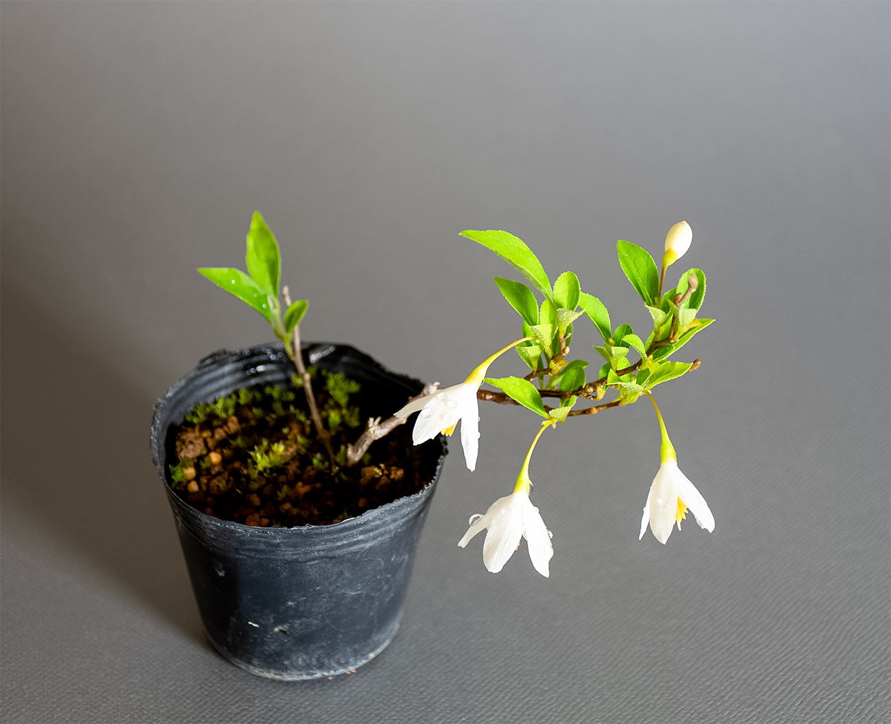 エゴノキ-A1（えごのき・売子の木）実もの盆栽を上側から見た景色・Styrax japonica bonsai