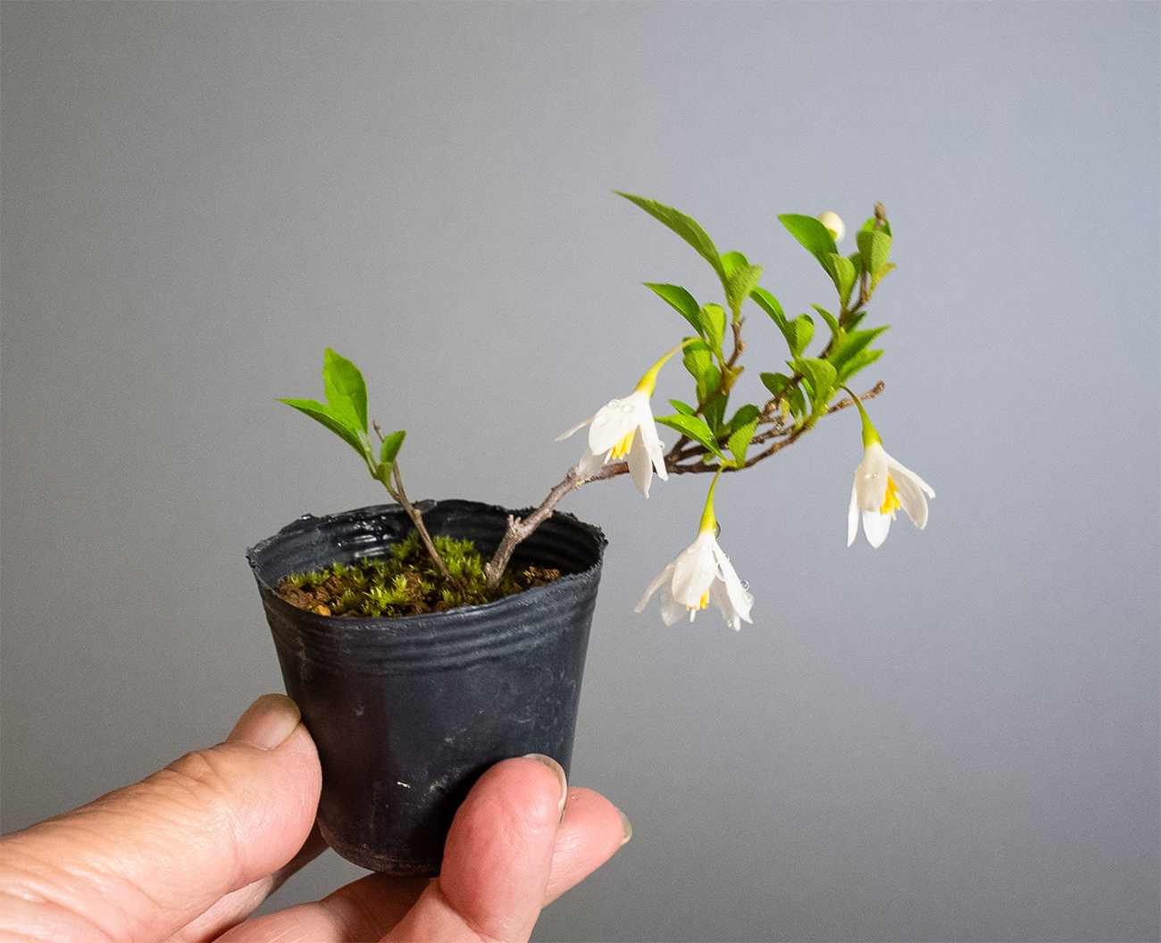 エゴノキ-A1（えごのき・売子の木）実もの盆栽の手乗りの景色・Styrax japonica bonsai