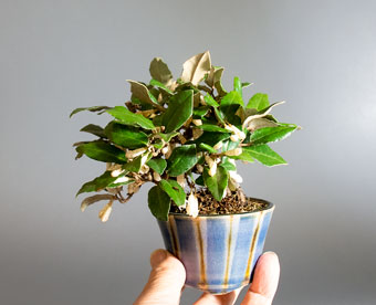 カングミ-L1（寒茱萸盆栽）Eleagnus pungens bonsai bonsai｜おすすめの盆栽