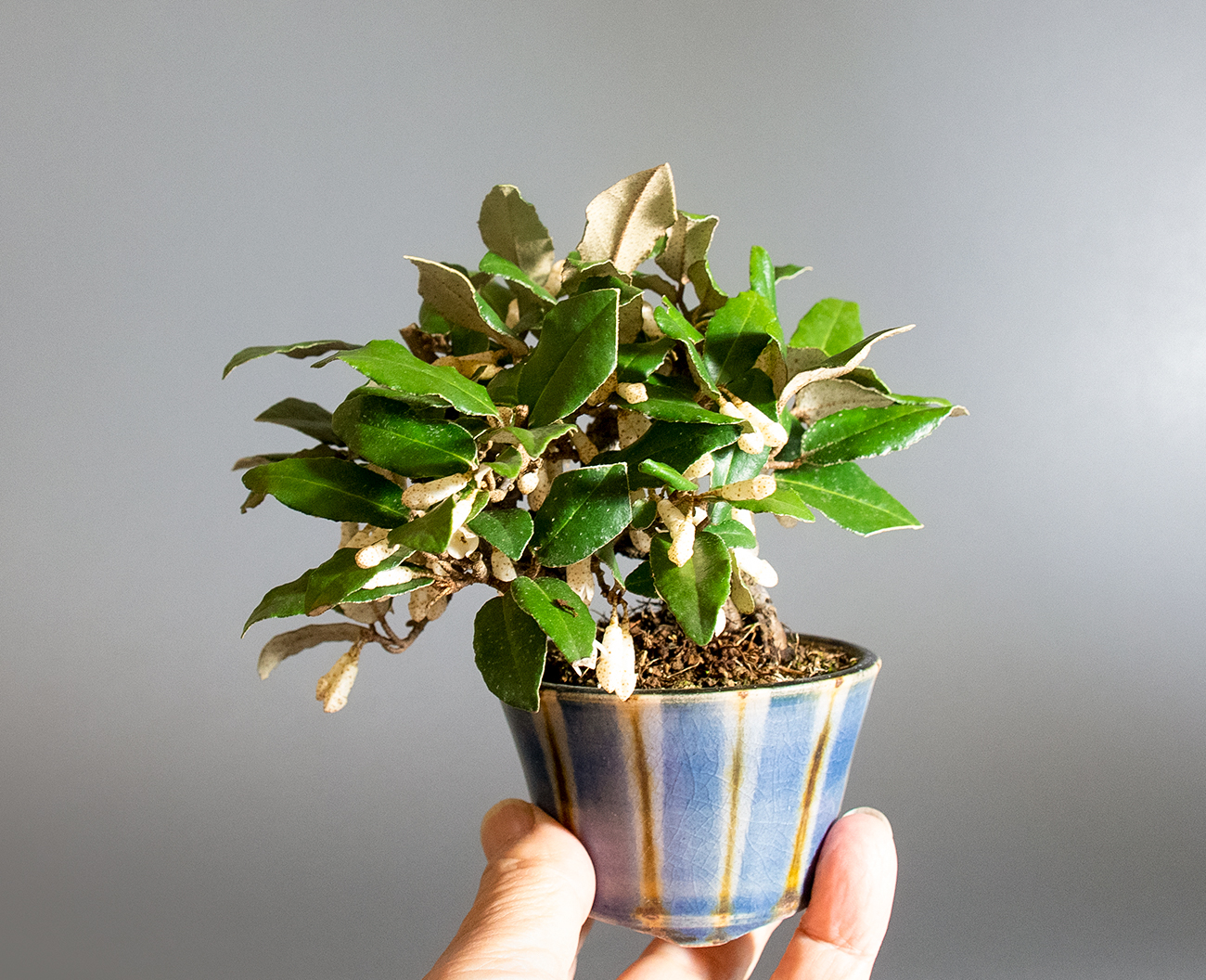 カングミ-L1（かんぐみ・寒茱萸）実もの盆栽の手乗りの景色・Eleagnus pungens bonsai