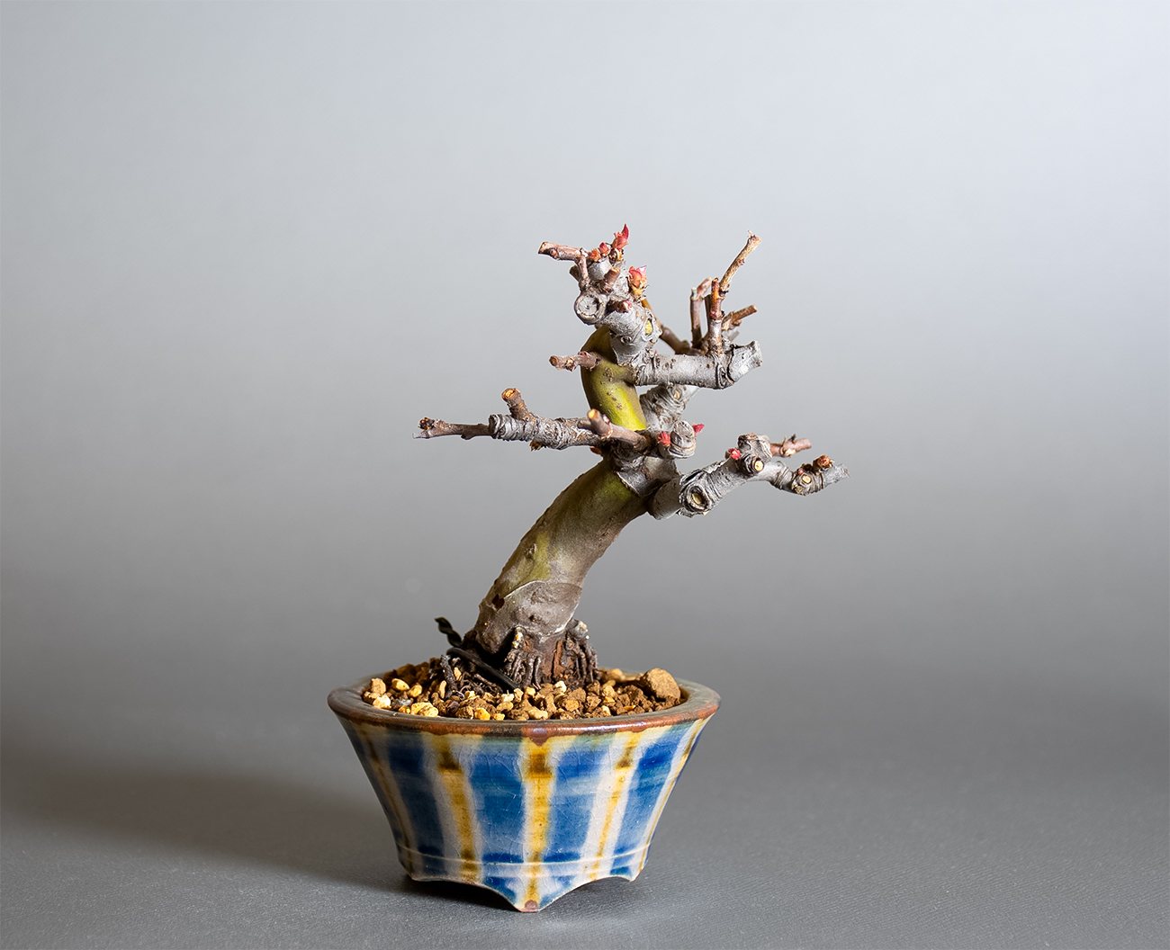 カリン-R2（かりん・花梨）実もの盆栽の販売と育て方・作り方・Chaenomeles sinensis bonsai