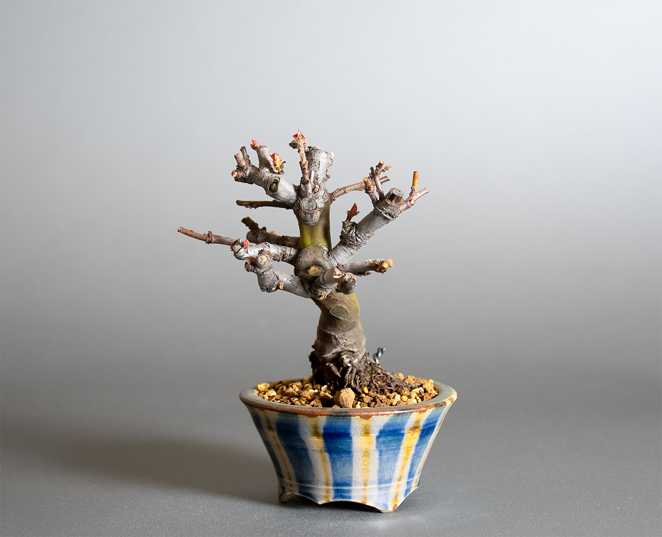 カリン-R2（かりん・花梨）実もの盆栽を右側から見た景色・Chaenomeles sinensis bonsai