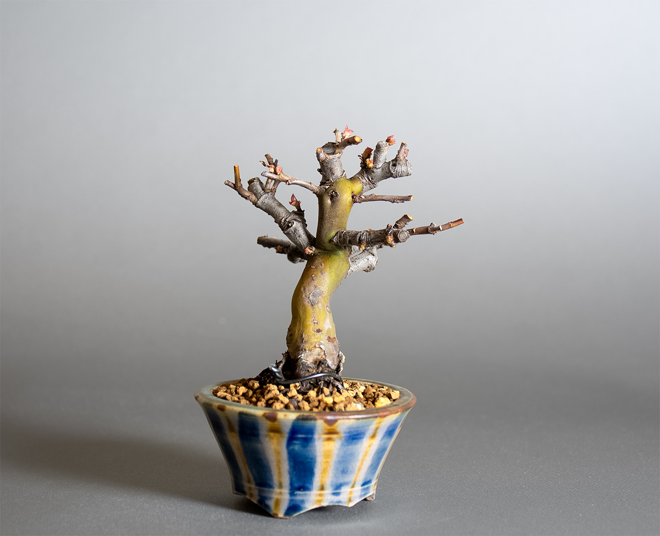 カリン-R2（かりん・花梨）実もの盆栽を左側から見た景色・Chaenomeles sinensis bonsai