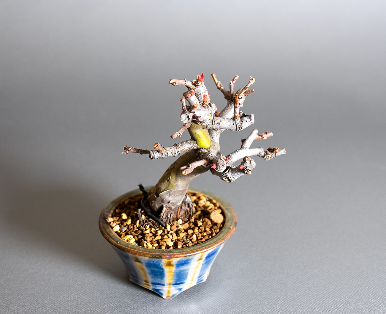 カリン-R2（かりん・花梨）実もの盆栽を上側から見た景色・Chaenomeles sinensis bonsai