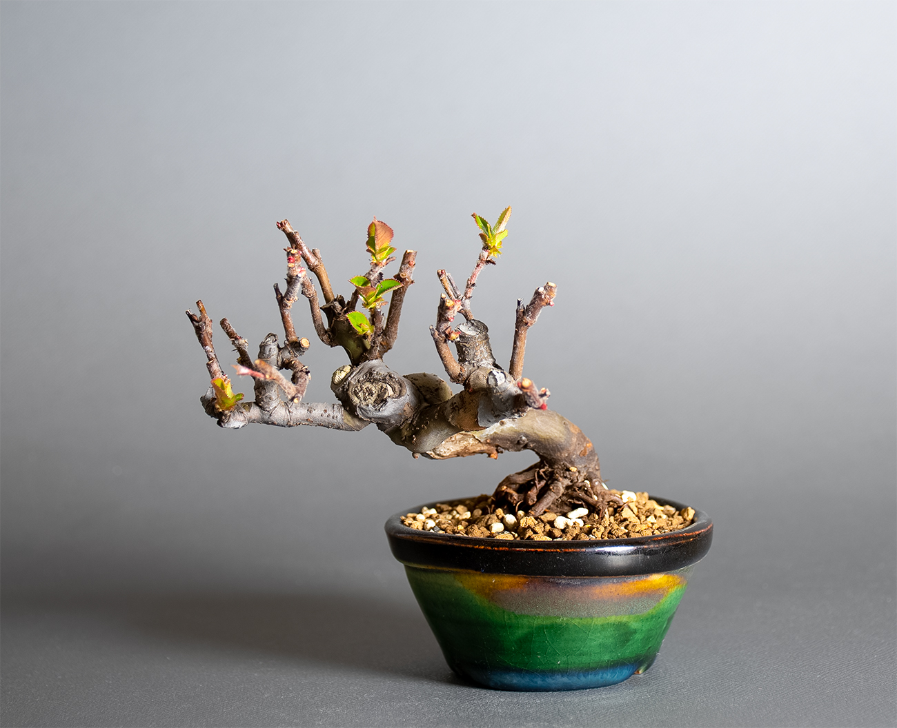 カリン-S2（かりん・花梨）実もの盆栽の販売と育て方・作り方・Chaenomeles sinensis bonsai