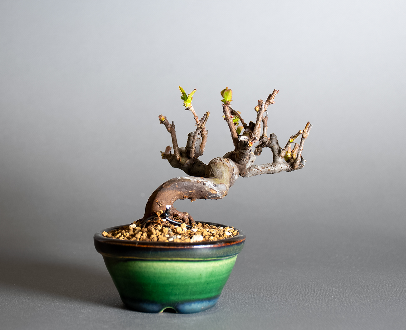 カリン-S2（かりん・花梨）実もの盆栽を裏側から見た景色・Chaenomeles sinensis bonsai