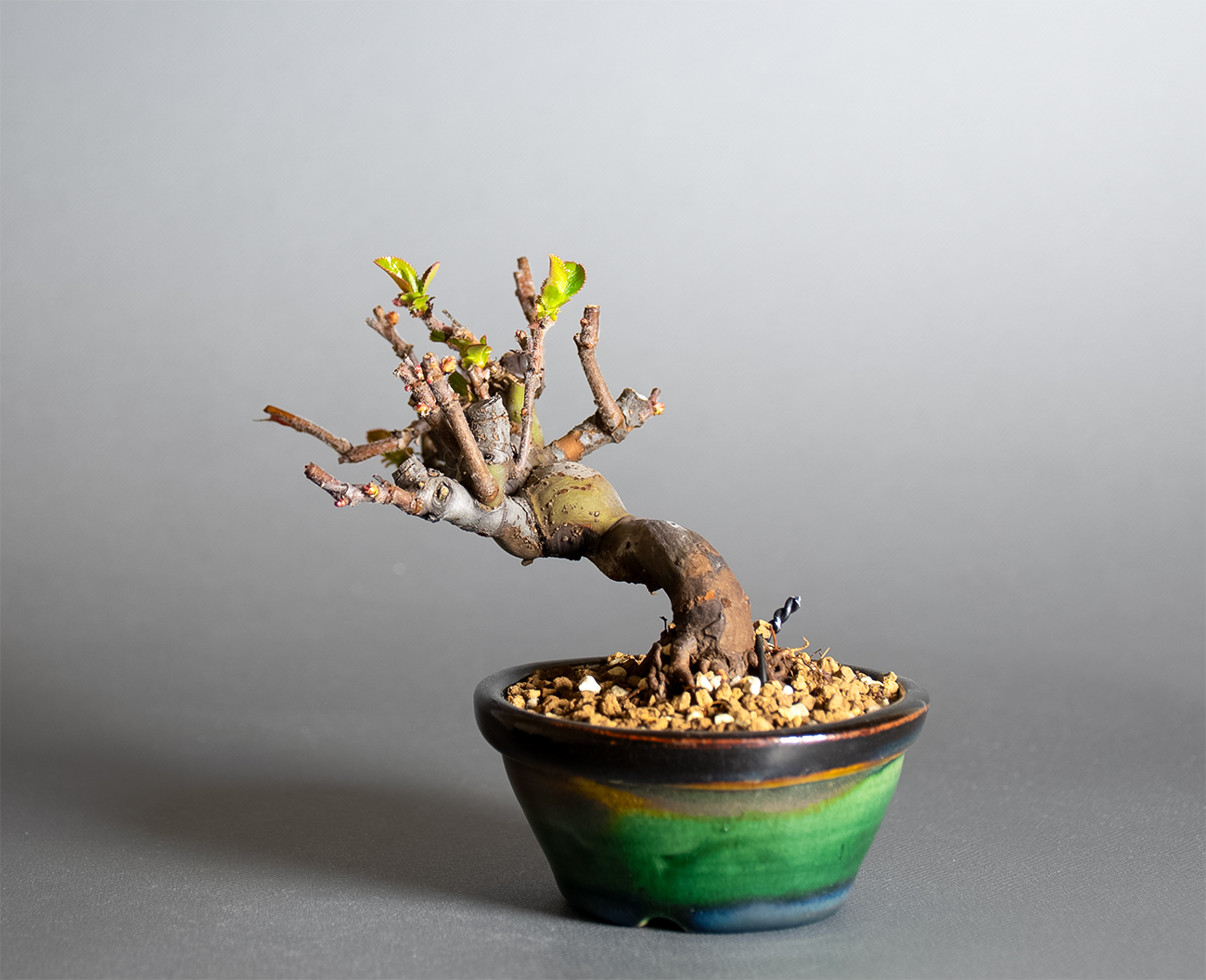 カリン-S2（かりん・花梨）実もの盆栽を右側から見た景色・Chaenomeles sinensis bonsai