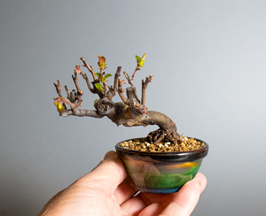 カリン-S2(花梨盆栽)Chaenomeles sinensis bonsai