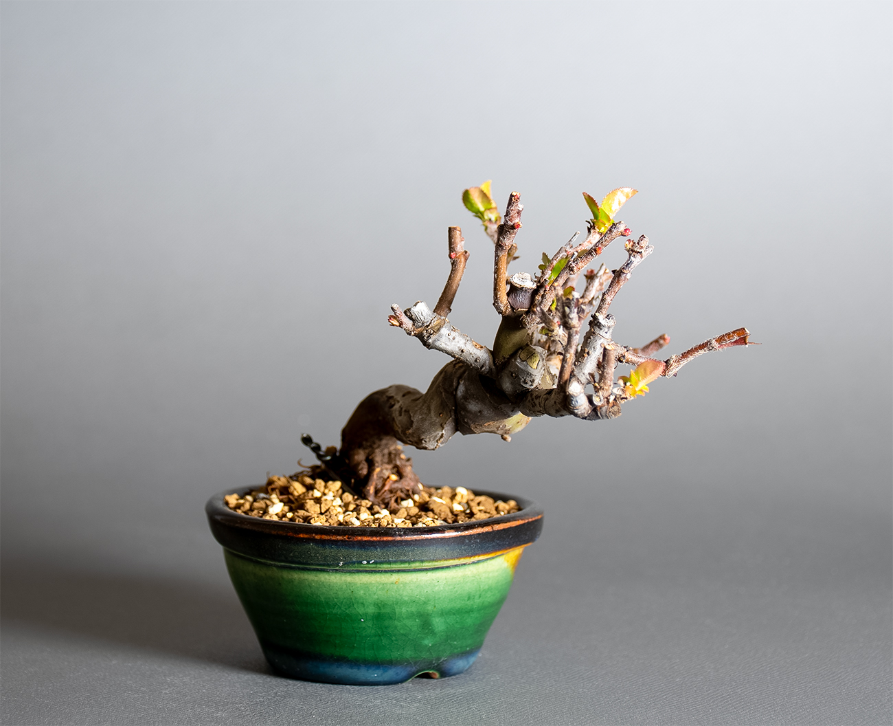 カリン-S2（かりん・花梨）実もの盆栽を左側から見た景色・Chaenomeles sinensis bonsai