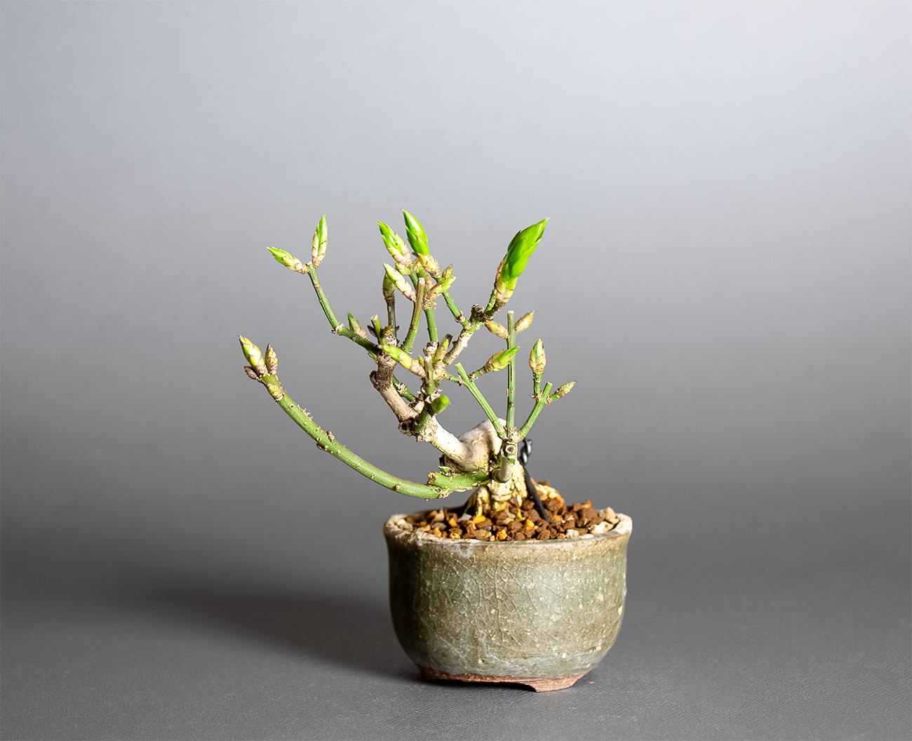 コマユミ-G4（こまゆみ・小真弓）実もの盆栽を右側から見た景色・Euonymus alatus bonsai