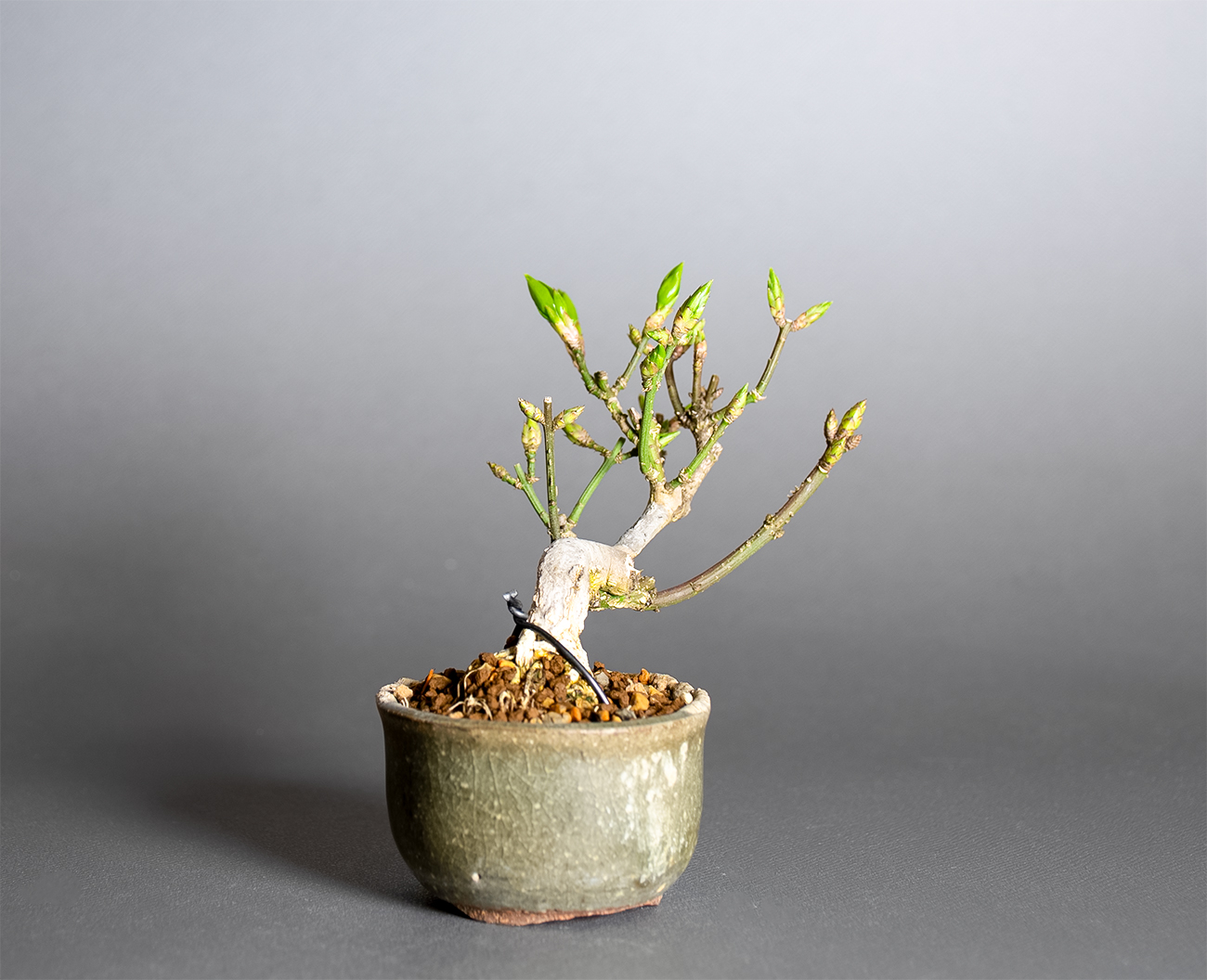 コマユミ-G4（こまゆみ・小真弓）実もの盆栽を左側から見た景色・Euonymus alatus bonsai
