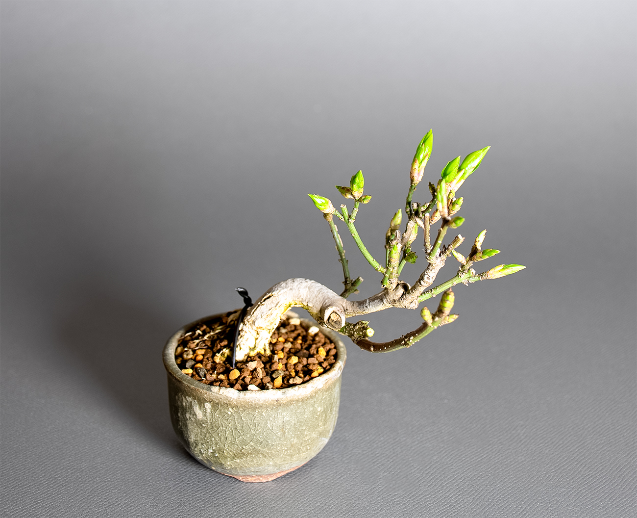 コマユミ-G4（こまゆみ・小真弓）実もの盆栽の上側から見た景色・Euonymus alatus bonsai