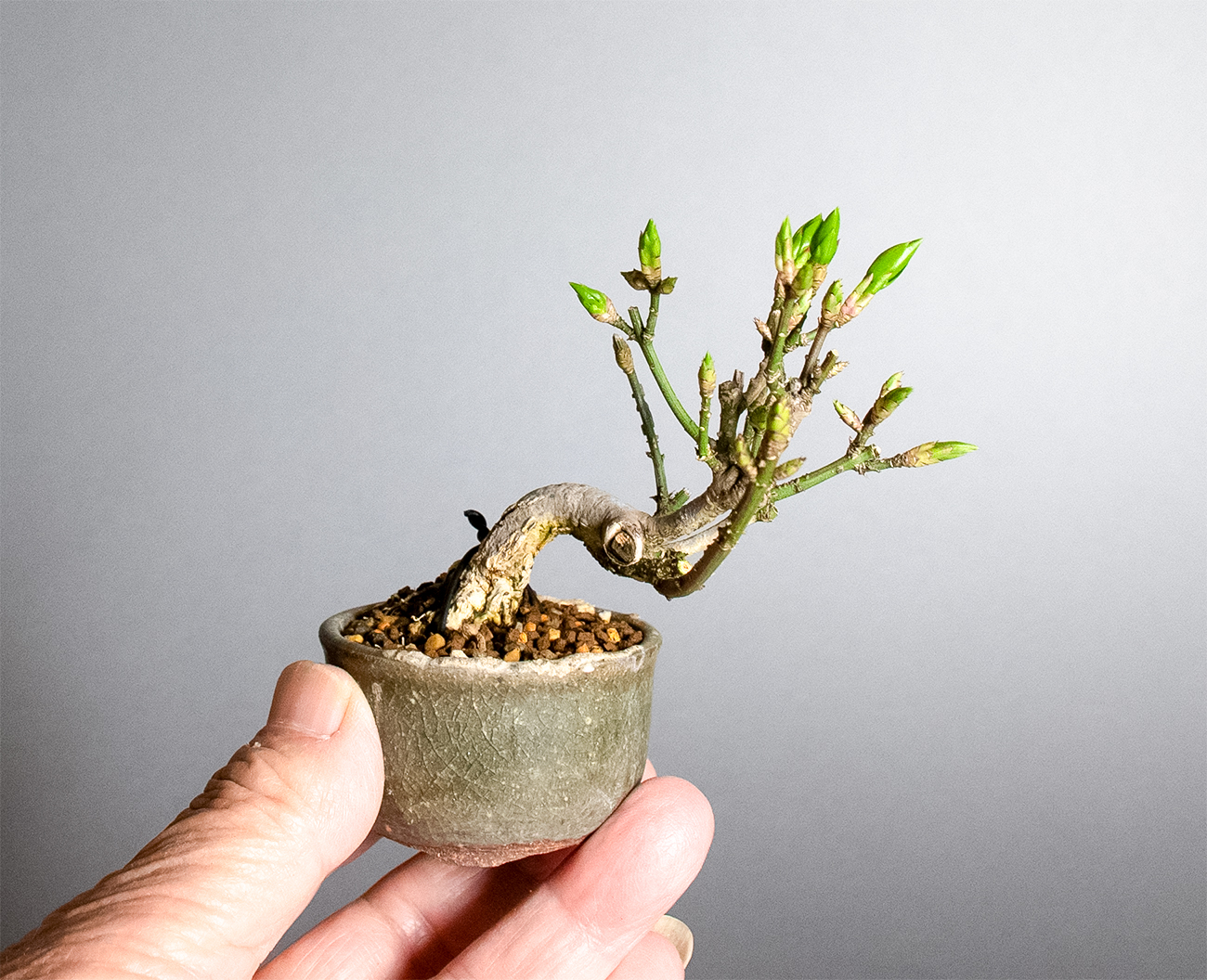 コマユミ-G4（こまゆみ・小真弓）実もの盆栽の手乗りの景色・Euonymus alatus bonsai
