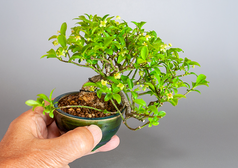 コマユミ盆栽 こまゆみ 小真弓盆栽の 販売と育て方 作り方