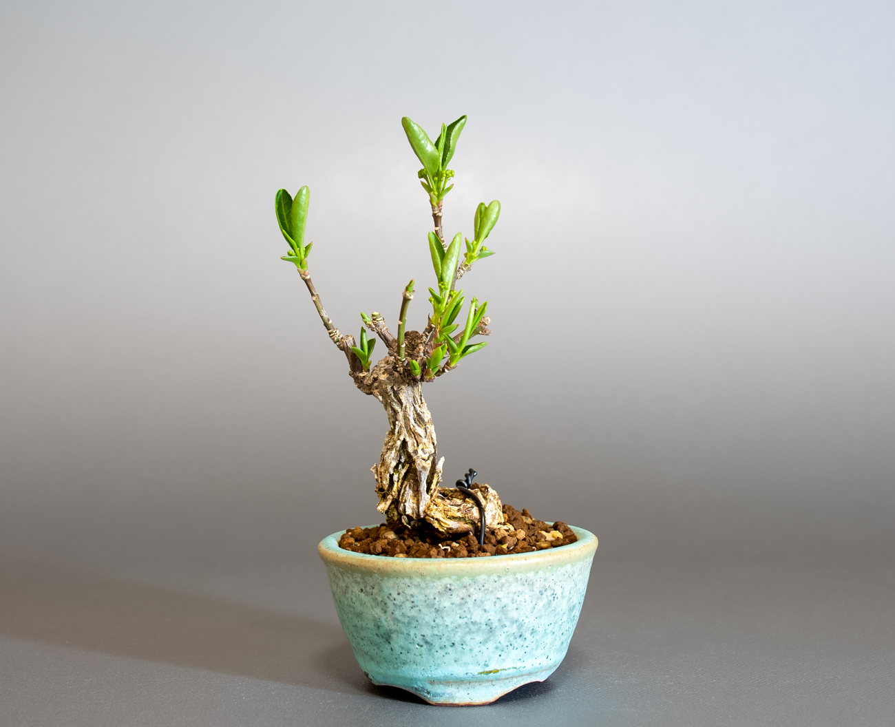 マユミ-Y1-1（まゆみ・真弓）実もの盆栽の販売と育て方・作り方・Euonymus hamiltonianus bonsai