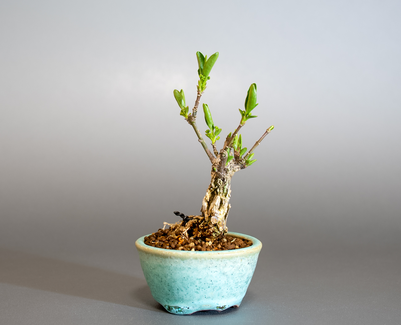マユミ-Y1-1（まゆみ・真弓）実もの盆栽を左側から見た景色・Euonymus hamiltonianus bonsai