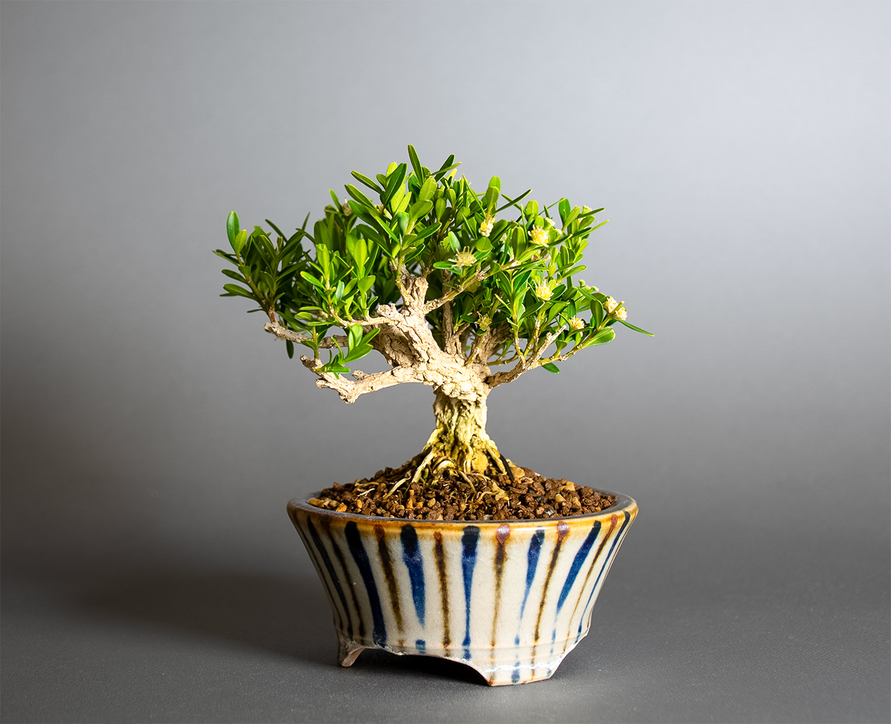 タイワンツゲ-F1（たいわんつげ・台湾黄楊）実もの盆栽を右側から見た景色・Buxus microphylla var.japonica bonsai