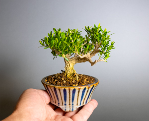 タイワンツゲ-F1(台湾黄楊盆栽)Buxus microphylla var.japonica bonsai