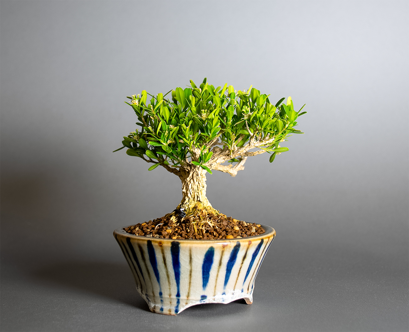 タイワンツゲ-F1（たいわんつげ・台湾黄楊）実もの盆栽を左側から見た景色・Buxus microphylla var.japonica bonsai