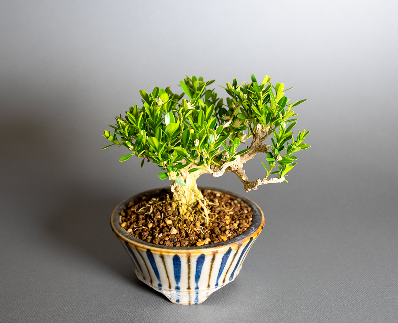 タイワンツゲ-F1（たいわんつげ・台湾黄楊）実もの盆栽の上側から見た景色・Buxus microphylla var.japonica bonsai