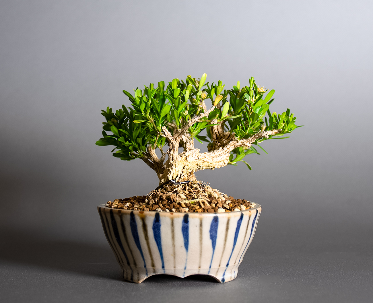 タイワンツゲ-G1（たいわんつげ・台湾黄楊）実もの盆栽を裏側から見た景色・Buxus microphylla var.japonica bonsai