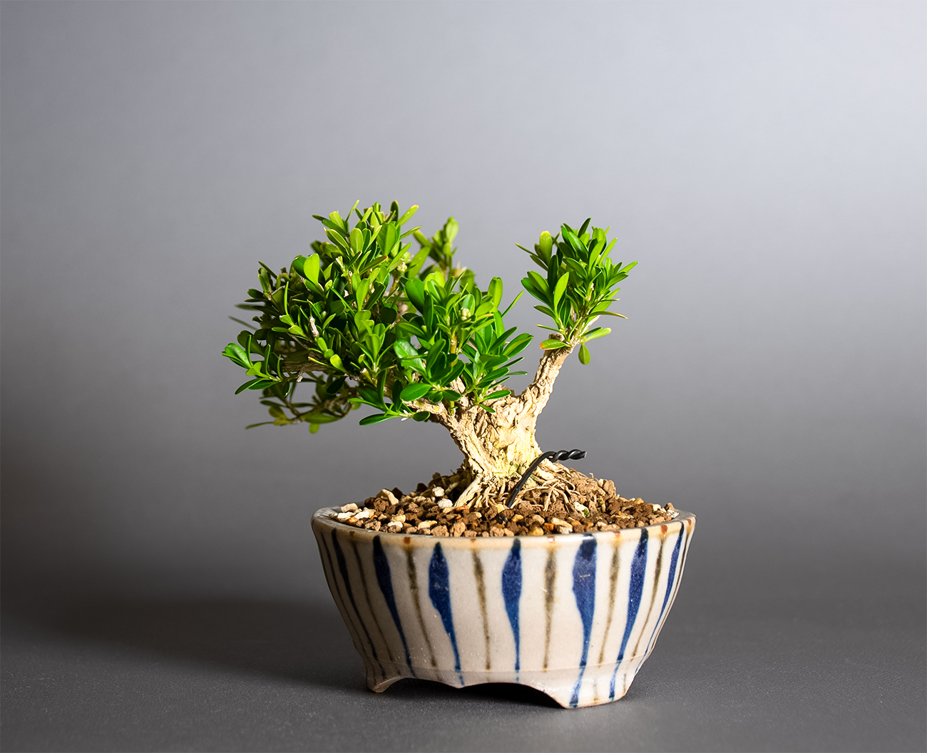 タイワンツゲ-G1（たいわんつげ・台湾黄楊）実もの盆栽を右側から見た景色・Buxus microphylla var.japonica bonsai