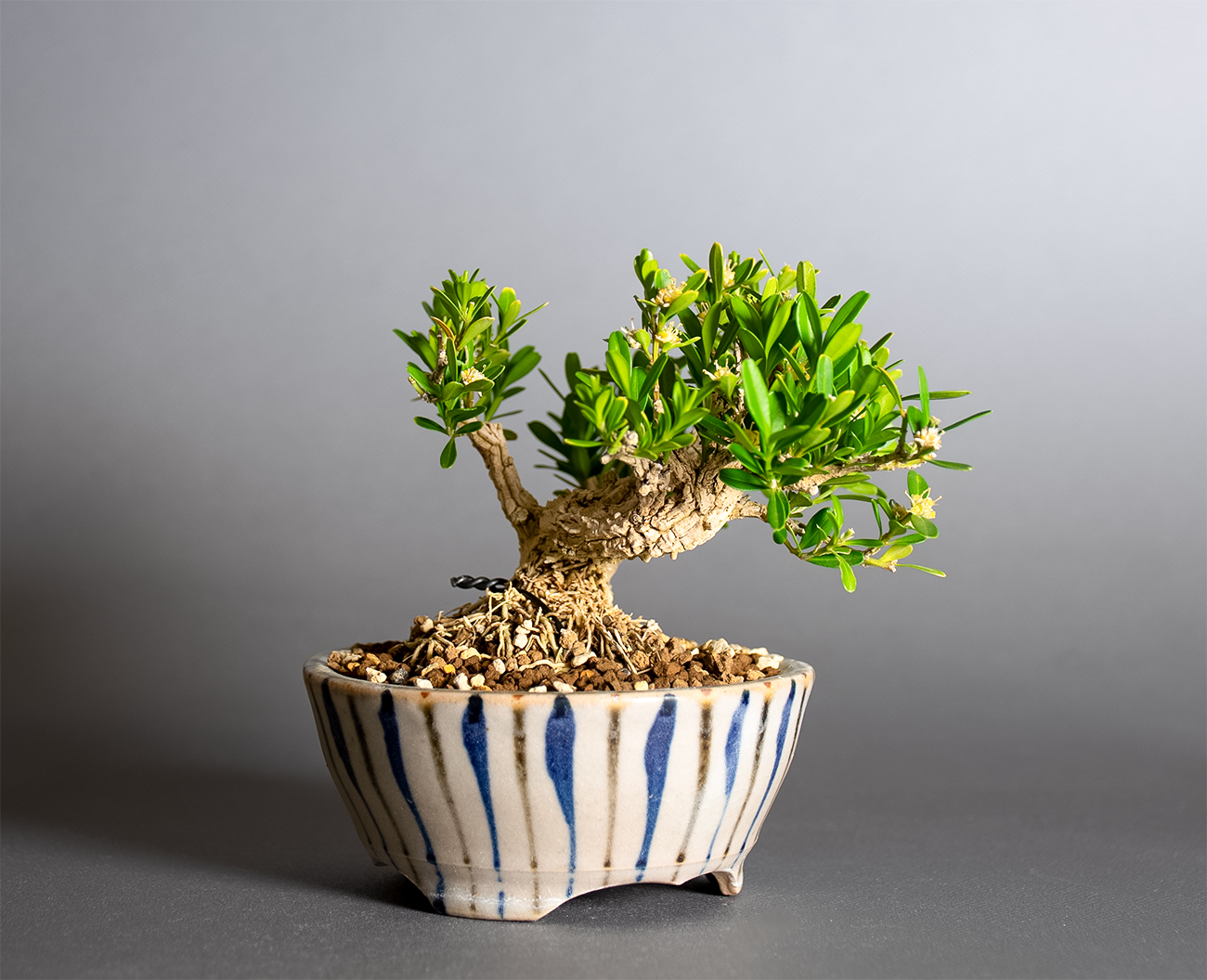 タイワンツゲ-G1（たいわんつげ・台湾黄楊）実もの盆栽を左側から見た景色・Buxus microphylla var.japonica bonsai