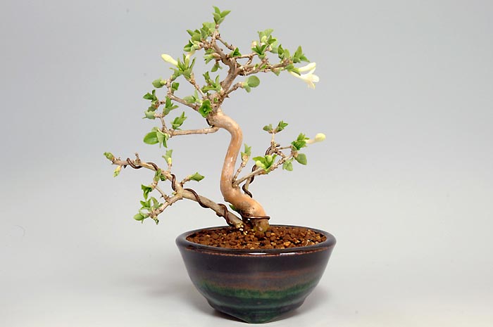 ウグイスカグラF（鶯神楽盆栽）Lonicera gracilipes bonsaiウグイスカグラF（鶯神楽盆栽）