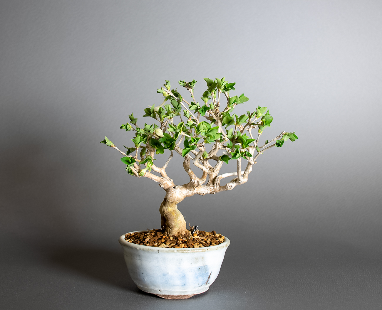 ウグイスカグラ-T（うぐいすかぐら・鶯神楽）実もの盆栽の販売と育て方・作り方・Lonicera gracilipes bonsai