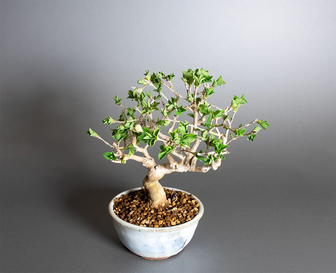 ウグイスカグラ-T（うぐいすかぐら・鶯神楽）実もの盆栽を上側から見た景色・Lonicera gracilipes bonsai