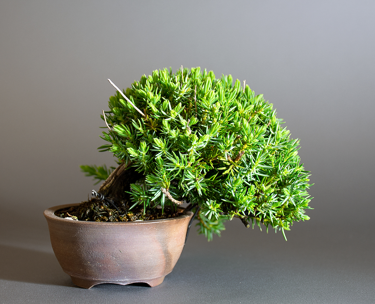 トショウ-S-1（としょう・杜松）松柏盆栽を裏側から見た景色・Juniperus rigida bonsai