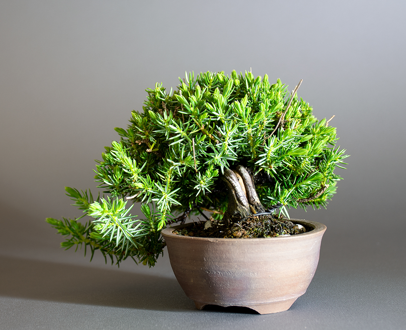 トショウ-S-1（としょう・杜松）松柏盆栽を右側から見た景色・Juniperus rigida bonsai