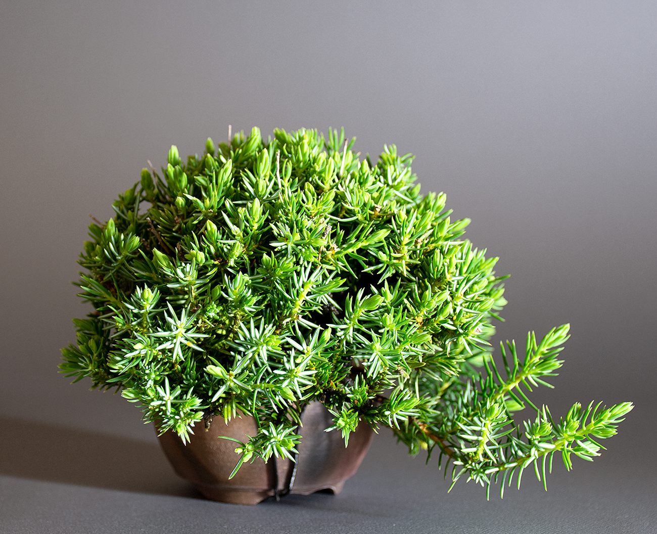 トショウ-S-1（としょう・杜松）松柏盆栽を左側から見た景色・Juniperus rigida bonsai